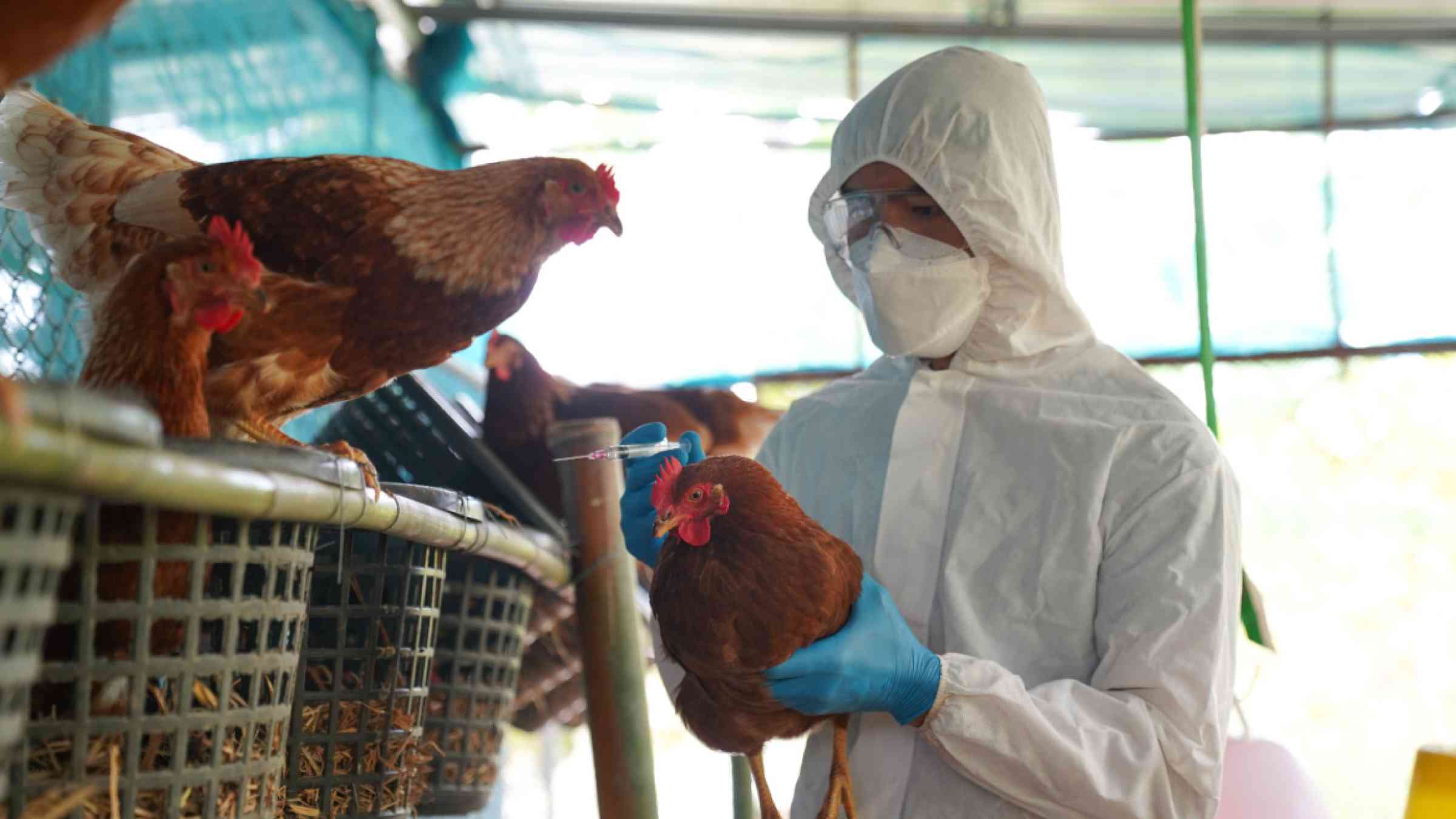 What’s the risk that the bird flu could start a human pandemic